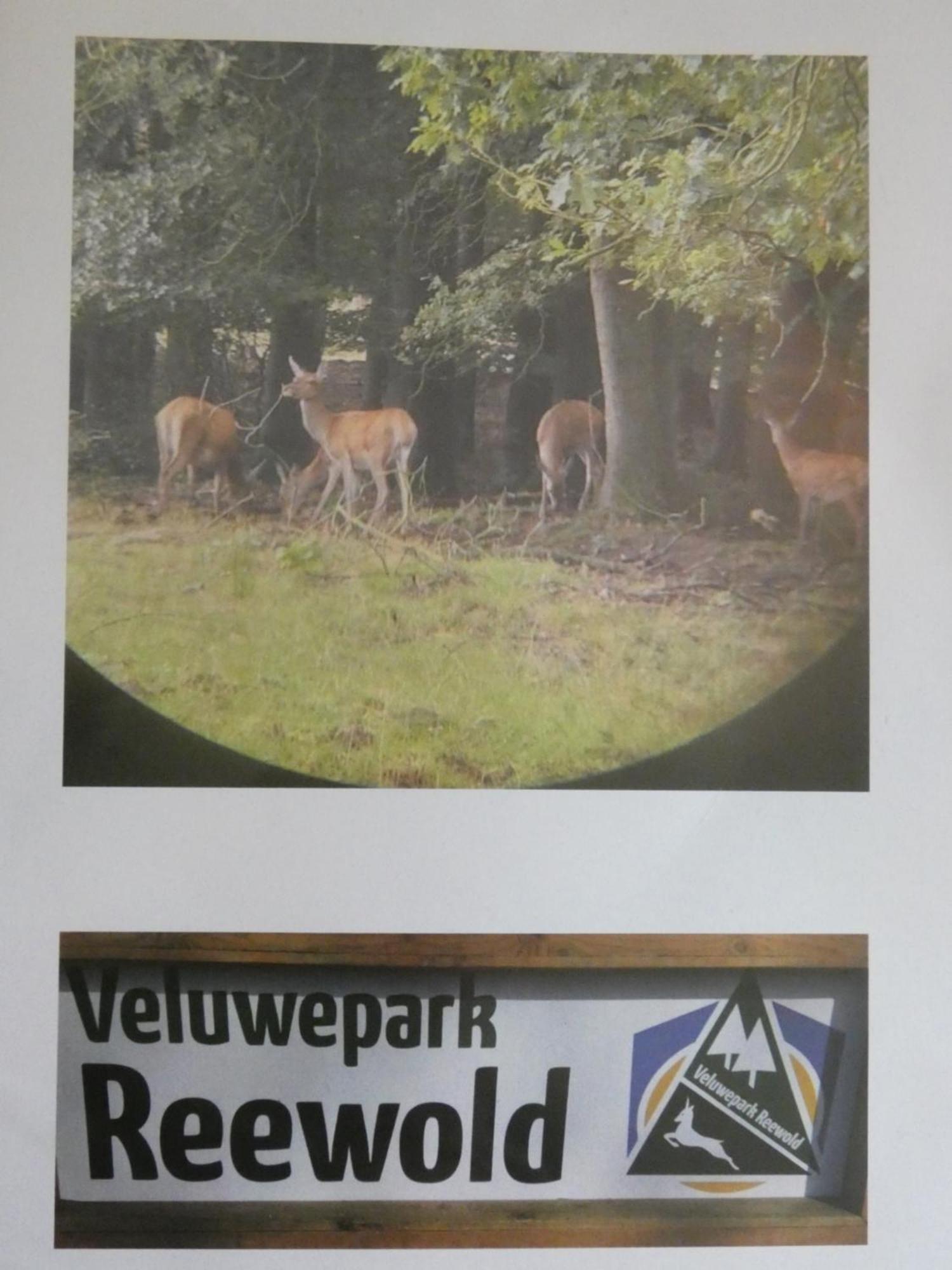 Veluwepark Reewold #Chalet Buizerd# Tussen Het Bosrijke Putten En Garderen Exterior photo